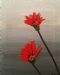 Fynbos Flower