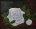 a Snow Whie Rose