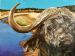 Buffalo