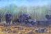 Buffalo Herd