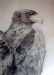 Portrait of Black Eagle