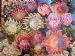 Proteas nr 14