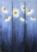 Daisy Blue