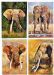 Kruger's Magnificent 7
