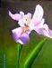 Iris 2
