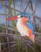 Malachite Kingfisher