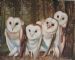 Owls