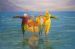 Fishermen-Vissermanne