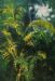 Ferns/Palms