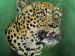 Leopard Head