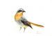 Cape Robin Chat 5