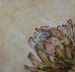Protea Cynaroides