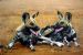 Wild Dogs/Painted Dogs