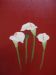 Arum Lilies