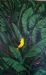 Yellow Bird RESERVED