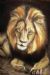 Lion at Rest