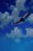 Bateleur