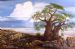 Baobab on Kubu Island, Makgadi gadi Pans, Botswa
