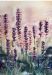 Lavender Fields