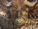 Buffalo